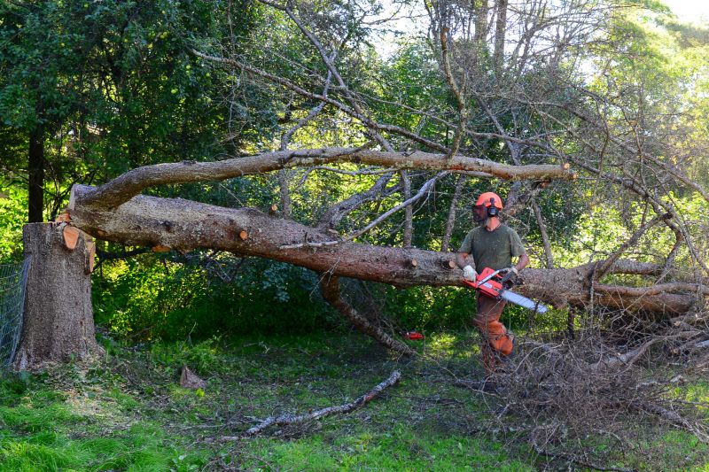Residential Tree Service