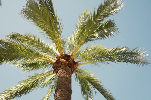 Palm Tree Pruning in Collierville