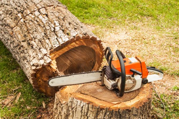 Tree Cutting Service in Collierville
