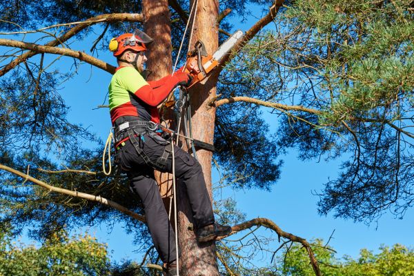 Tree Service in Collierville