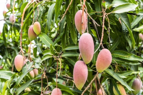 Mango Tree Trimming in Collierville