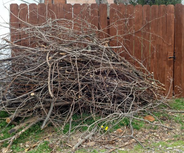 Dead Branch Removal in Collierville