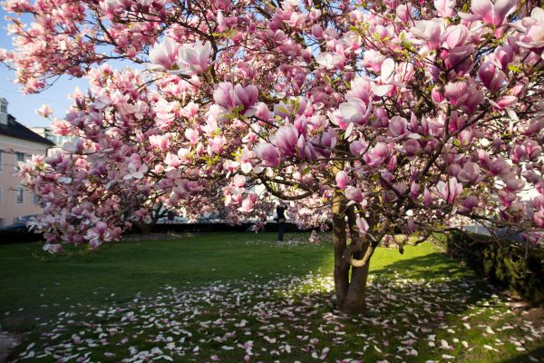 Ornamental Tree Pruning in Collierville