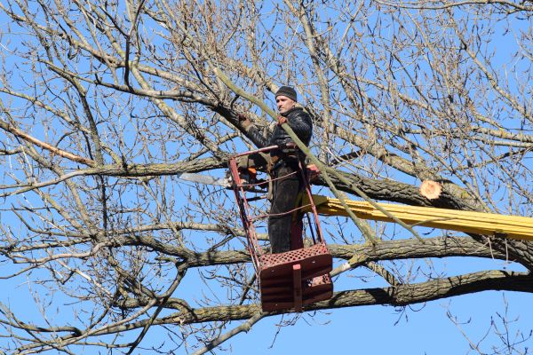 Emergency Tree Trimming in Collierville