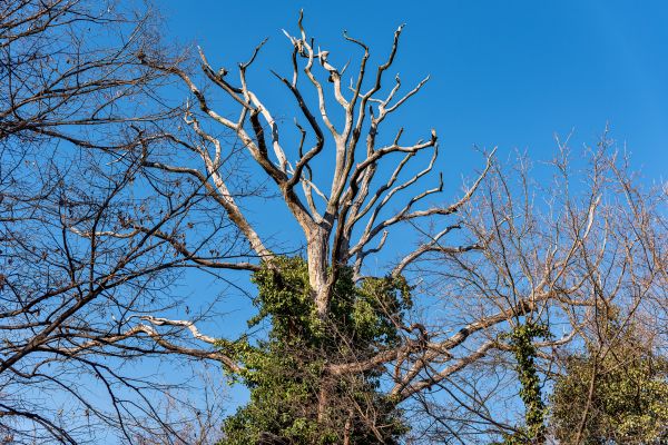 Deadwood Removal in Collierville