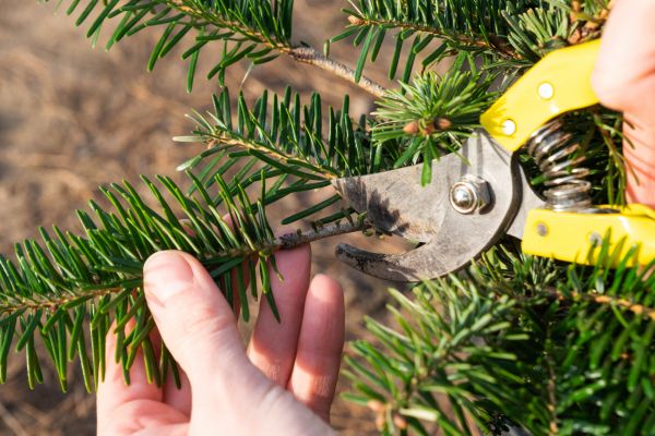 Pine Tree Pruning in Collierville