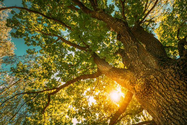Oak Tree Pruning in Collierville