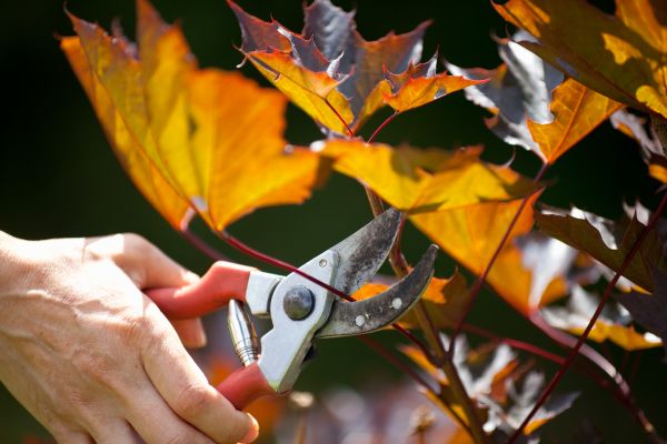 Maple Tree Pruning in Collierville