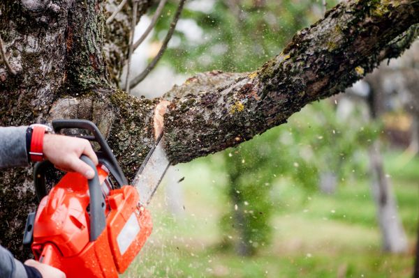 Tree Limbs Removal in Collierville