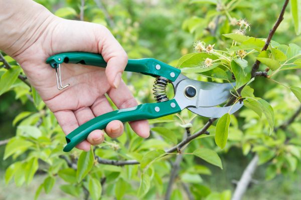 Pear Tree Pruning in Collierville