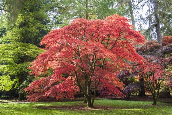 Japanese Maple Pruning in Collierville
