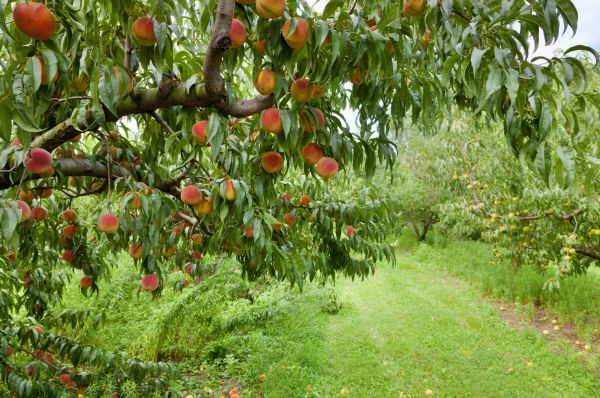Peach Tree Pruning in Collierville
