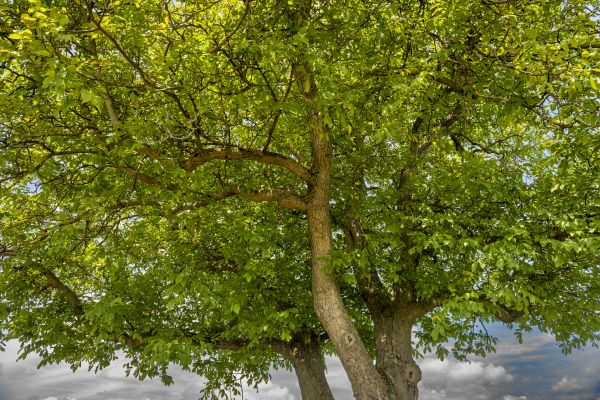 Walnut Tree Trimming in Collierville