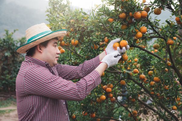 Orange Tree Pruning in Collierville