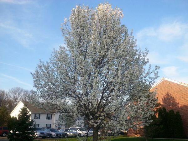 Bradford Pear Tree Pruning in Collierville