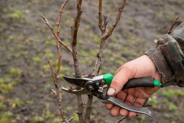 Pear Trees Pruning in Collierville