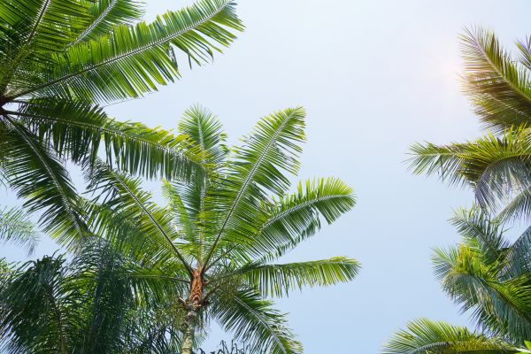 Queen Palm Tree Trimming in Collierville