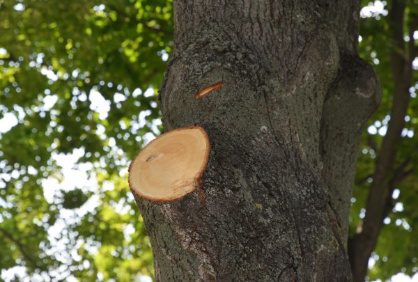 Limb Cutting in Collierville