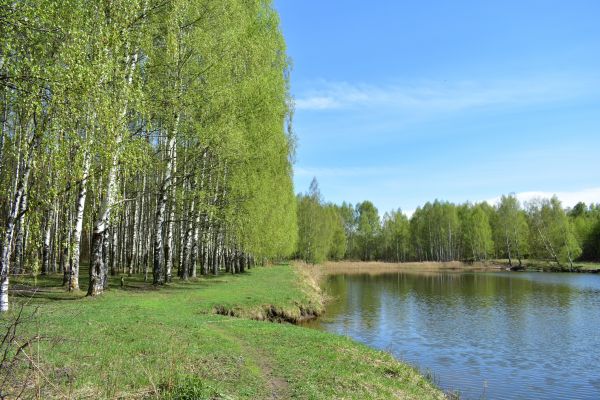 River Birch Pruning in Collierville