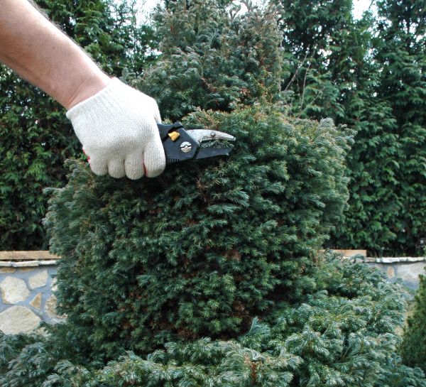 Ornamental Tree Trimming in Collierville