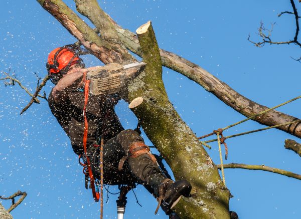 Tree Trimming Service in Collierville