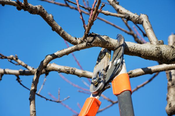 Tree Pruning in Collierville