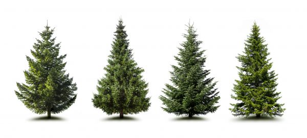 Cost of Pine Tree Trimming in Collierville