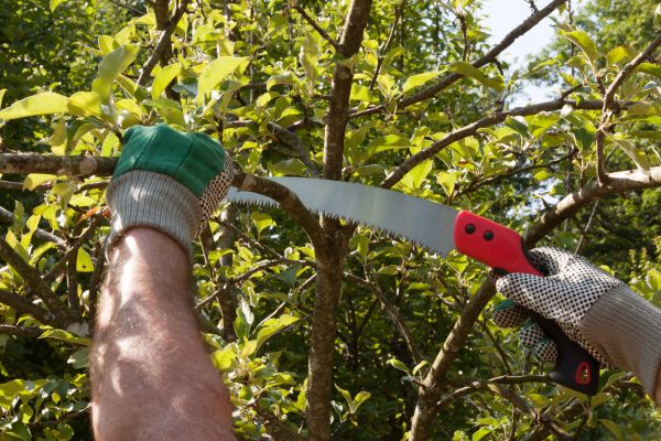 Apple Tree Trimming in Collierville